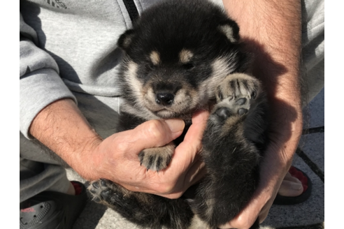 成約済の長崎県の柴犬-58891の4枚目